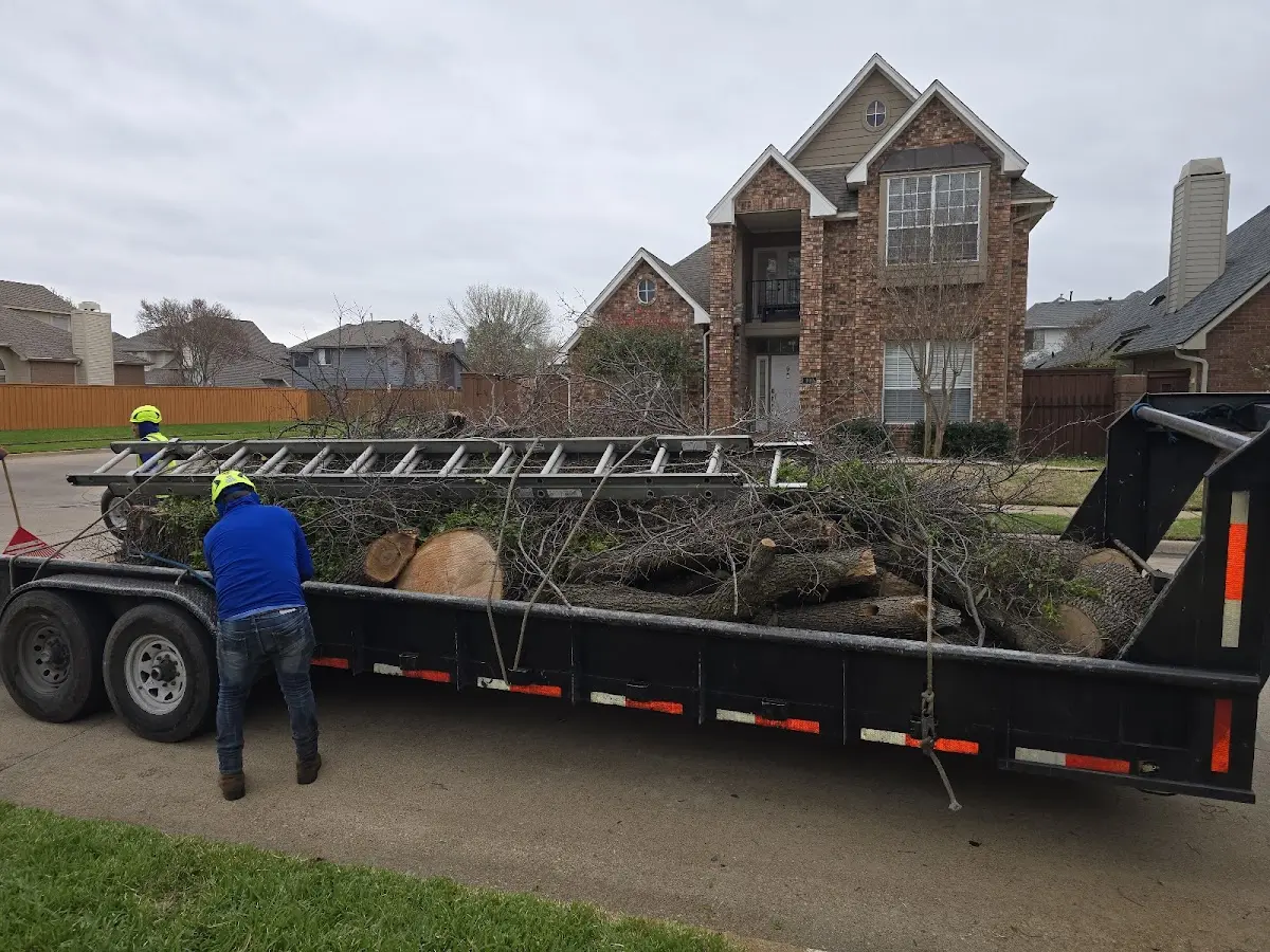 Expert Tree Removal with proper safety equipment in Deptford